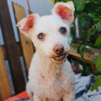 Wilma -  Poodle Dog for Adoption in San Diego, California - Wilma | PetCurious