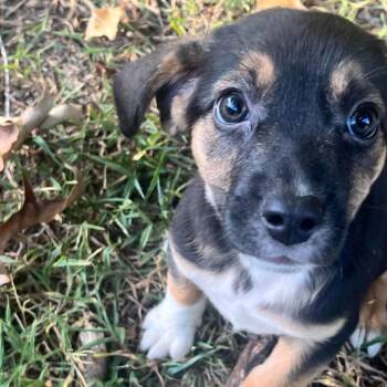 Louisa -  Mixed Breed and Beagle Dog for Adoption in Fredericksburg, Virginia - Louisa | PetCurious
