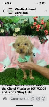 Rescue Miniature Poodle and Mixed Breed Dogs for Adoption in Visalia, California - Teddy | PetCurious