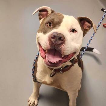 Rescue Mixed Breed Dogs for Adoption in Asheville, North Carolina - Chad | PetCurious