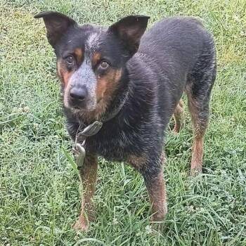 Australian Cattle Dog Blue Heeler Dogs Available for Adoption in Pulaski, Tennessee - TNGC-Stray-1202 | PetCurious