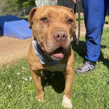 Tuck -  Staffordshire Bull Terrier and Mixed Breed Dog Available for Adoption in Greenville, South Carolina - Tuck | PetCurious