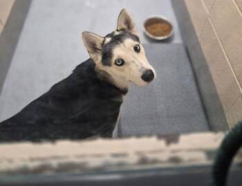 Siberian Husky Dogs Available for Adoption - Pen 156 | PetCurious
