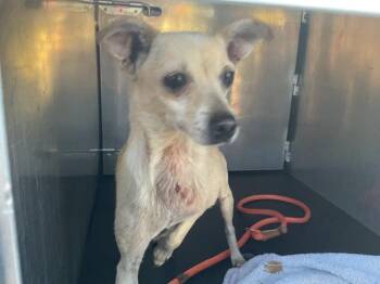 CHAI -  Chihuahua Dog for Adoption in Ontario, California - CHAI | PetCurious