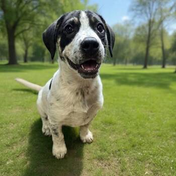 Coonhound Dogs Available for Adoption in Newport, Tennessee - Cannoli | PetCurious