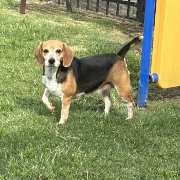 Rescue Beagle Dogs for Adoption in Monroe, Georgia - Lizzie | PetCurious