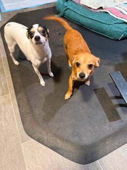 8 Chihuahuas -  Chihuahua Dog for Adoption in Matthews, North Carolina - 8 Chihuahuas | PetCurious