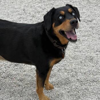 Hound and Mixed Breed Dogs Available for Adoption in St. Peters, Missouri - Johny Cash | PetCurious