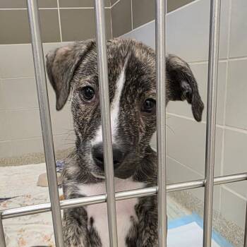 Mixed Breed Dogs Available for Adoption - River | PetCurious