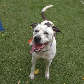 Pit Bull Terrier and English Shepherd Dogs Available for Adoption in Baltimore, Maryland - Thorne | PetCurious