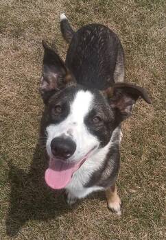 RACHEL -  Collie and Mixed Breed Dog for Adoption in Indianapolis, Indiana - RACHEL | PetCurious