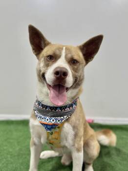 Husky and Labrador Retriever Dogs Available for Adoption - Legend | PetCurious