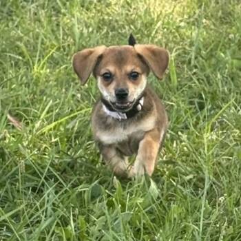 Kanga FC LB -  Dachshund and Mixed Breed Dog for Adoption in Union, Missouri - Kanga FC LB | PetCurious