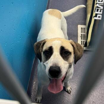 Cassie -  Mixed Breed Dog for Adoption in Edwardsville, Illinois - Cassie | PetCurious