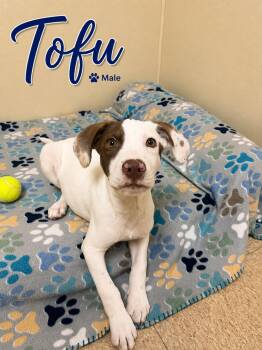 Tofu -  Retriever Dog for Adoption in Douglas, Massachusetts - Tofu | PetCurious