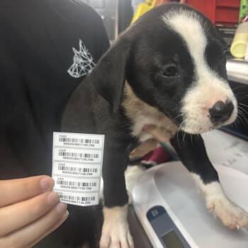 Tom Sawyer -  Mixed Breed Dog for Adoption in Savannah, Georgia - Tom Sawyer | PetCurious
