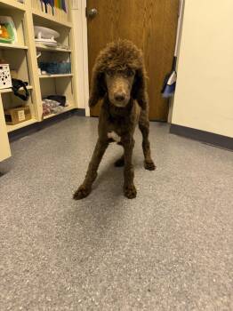 Chip -  Standard Poodle Dog for Adoption in Sparta, Illinois - Chip | PetCurious