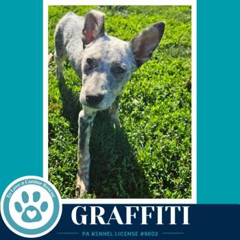 Graffiti (Blue Belles) 062026 -  Australian Cattle Dog Blue Heeler Dog for Adoption in Kimberton, Pennsylvania - Graffiti (Blue Belles) 062026 | PetCurious