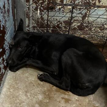 PBA-Stray-11726 -  Mixed Breed Dog for Adoption in Pine Bluff, Arkansas - PBA-Stray-11726 | PetCurious