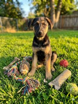 Zamora -  Shepherd Dog for Adoption in Olympia, Washington - Zamora | PetCurious