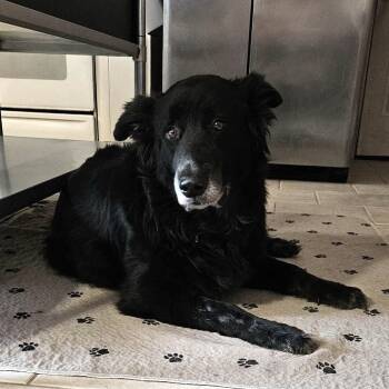 Rescue Shepherd and Mixed Breed Dogs for Adoption in Olathe, Kansas - Zoom | PetCurious