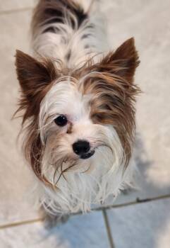 Cupcake -  Yorkshire Terrier Dog for Adoption in Walnutport, Pennsylvania - Cupcake | PetCurious