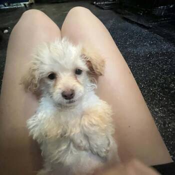 Stevie -  Maltese and Standard Poodle Dog for Adoption in Smithfield, North Carolina - Stevie | PetCurious