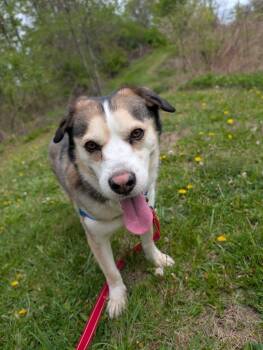 Legolas -  Mixed Breed Dog Available for Adoption in Hyde Park, New York - Legolas | PetCurious