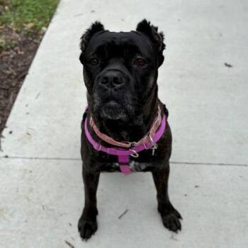 Claire Bear -  Cane Corso and Mixed Breed Dog for Adoption in Wheaton, Illinois - Claire Bear | PetCurious