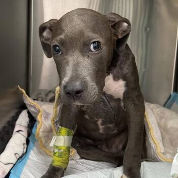 Pimp -  Mixed Breed Dog for Adoption in Savannah, Georgia - Pimp | PetCurious