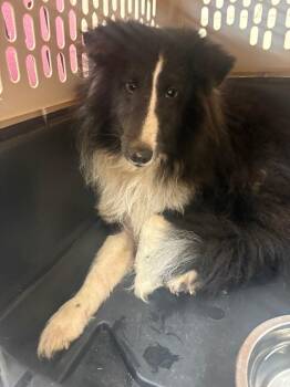 Brimsley -  Shetland Sheepdog Sheltie Dog for Adoption in Findlay, Ohio - Brimsley | PetCurious