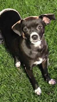 Rescue Chihuahua Dogs for Adoption in Gulfport, Mississippi - Girly Pop | PetCurious