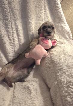 Brenda -  Chihuahua and Terrier Dog for Adoption in Oakdale, California - Brenda | PetCurious
