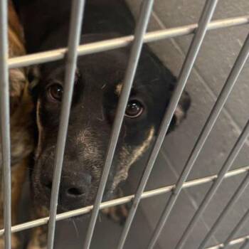 Ava -  Shepherd and Labrador Retriever Dog for Adoption in Kingman, Arizona - Ava | PetCurious