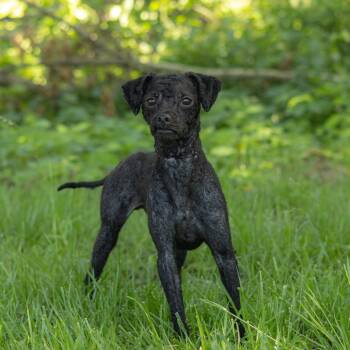 Poodle and Shih Tzu Dogs Available for Adoption in Wilmington, Delaware - Jaxson | PetCurious