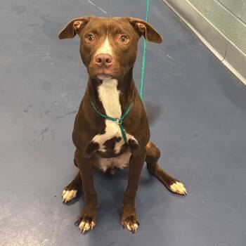North -  Pit Bull Terrier Dog for Adoption in Greensboro, North Carolina - North | PetCurious