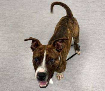 FELIX ANTONIO -  Pit Bull Terrier and Mixed Breed Dog for Adoption in Colorado Springs, Colorado - FELIX ANTONIO | PetCurious