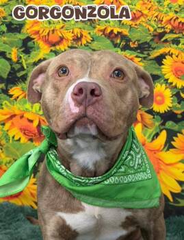Gorgonzola -  Mixed Breed Dog for Adoption in Flint, Michigan - Gorgonzola | PetCurious