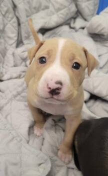 Rescue Pit Bull Terrier Dogs for Adoption in Annapolis, Maryland - Cricket | PetCurious