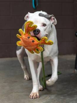 Pearly -  Mixed Breed Dog for Adoption in Chamblee, Georgia - Pearly | PetCurious