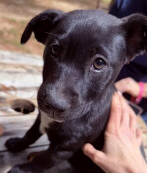 Black Labrador Retriever Dogs Available for Adoption in Pace, Florida - Maggie | PetCurious