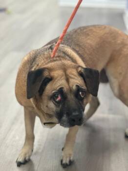 Jenna (Russ) -  Black Mouth Cur Dog for Adoption in Cambridge, Maryland - Jenna (Russ) | PetCurious