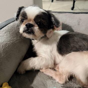 Shih Tzu Dogs Available for Adoption - Katie | PetCurious