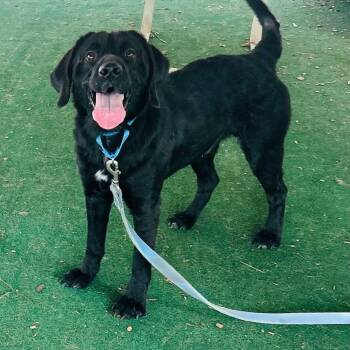 Decker -  Retriever and Mixed Breed Dog for Adoption in Cedarburg, Wisconsin - Decker | PetCurious