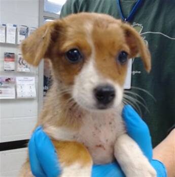 A480665 -  Terrier and Mixed Breed Dog for Adoption in Oklahoma City, Oklahoma - A480665 | PetCurious