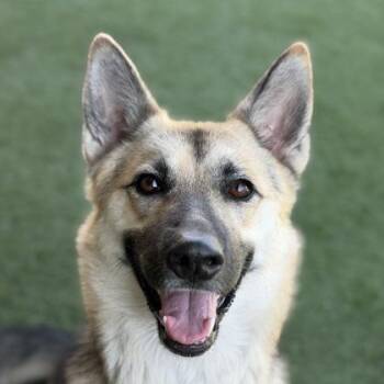 Bo -  German Shepherd Dog Dog for Adoption in Sacramento, California - Bo | PetCurious