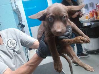 Pit Bull Terrier and Mixed Breed Dogs Available for Adoption - OBSIDIAN | PetCurious