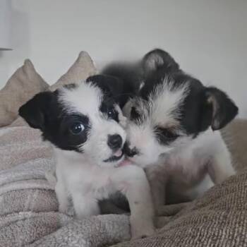 Mixed Breed Dogs Available for Adoption - Freckles | PetCurious