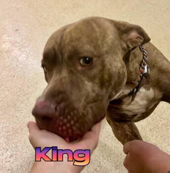 King -  Terrier Dog for Adoption in Muncie, Indiana - King | PetCurious