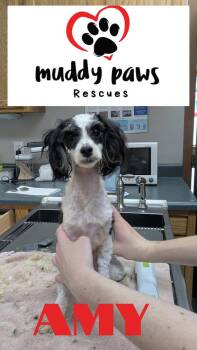 Amy -  Poodle Dog for Adoption in Council Bluffs, Iowa - Amy | PetCurious